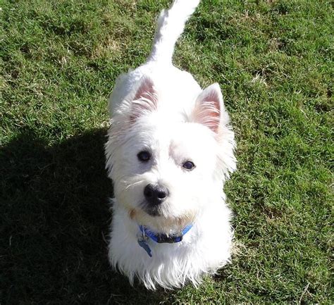 westie rescue of orange county|westie rehoming near me.